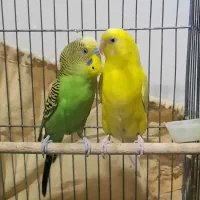 مرغ عشق|پرنده|اهواز, کوی آغاجاری|دیوار