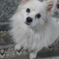 پامر|سگ|شاهین‌شهر, خبرنگار|دیوار