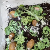 حلزون اچاتینا البینو فوری فوری