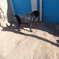 سگ ماده|سگ|سردرود, |دیوار