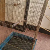 قفس پرنده بزرگ با درخچه و لانه