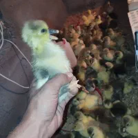 غاز جوجه مرغ گلپایگان تخمگذار ۲۲ روزه