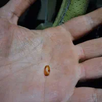 مهره برد درجه یک و کلکسیونی قدمت دار