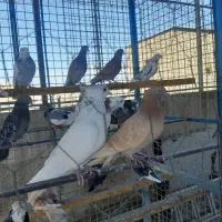 کبوتر پرشی دولاب