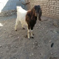 فروش دوتا بزغاله نر یکی کل مناسب تخم