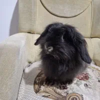 خرگوش های لوپ جرسی و لوپ آنگورا|موش و خرگوش|قم, جهان بینی|دیوار