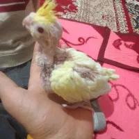 جوجه عروس هلندی لوتینو