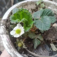 توت فرنگی کاماروس دایم میوه  میده ضمانتی