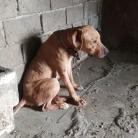 ماده پیتبول جفت خورده|سگ|اصفهان, باغ دریاچه|دیوار