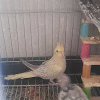 چهار عدد عروس هلندی|پرنده|خمینی‌شهر, |دیوار