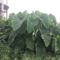 گل بابا آدم بزرگ قدی