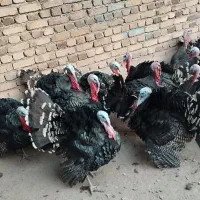 بوقلمون گوشتی