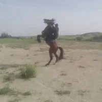 خریدار اسب پالانی هستم