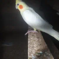 عروس هلندی لوتینو نر