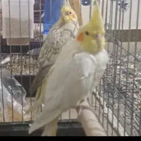 عروس هلندی نرو ماده
