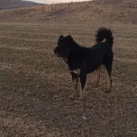 واگذاری سگ گله