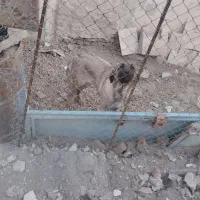 ماده عراقی|سگ|اردبیل, |دیوار