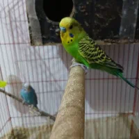 سه عدد مرغ عشق