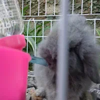 خرگوش لوپ اصل|موش و خرگوش|سرخرود, |دیوار