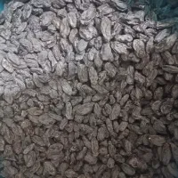 مویز اوزبک صادراتی درجه 1