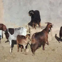 ۶بزوبزعاله سرحال