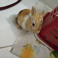 خرگوش کوچولو نمکی