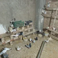 کفتر چادری رنگی|پرنده|ری, ظهیرآباد|دیوار