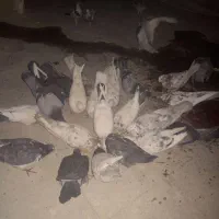 کبوتر|پرنده|قم, هفت تیر|دیوار