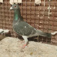 قره چاپی ماده