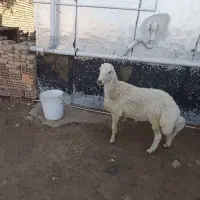 بره نر چاق درجه یک سرکدار