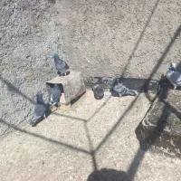 کبوتر یا کفتر