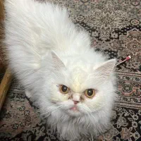 پرشین سوپر فلت دختر|گربه|تهران, آهنگران (سراسیاب دولاب)|دیوار