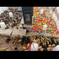 جوجه و بلدرچین تک فروش ندارم فقط تماس پاسخگو هستم