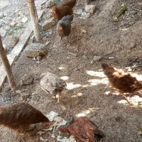 مرغ و خروس بومی