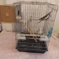 یه جفت عروس هلندی با قفس