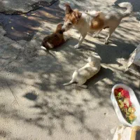 سگ اپارتمانی پا کوتاه