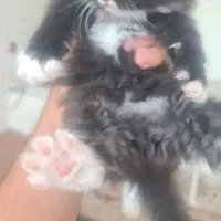 گربه|گربه|نیشابور, هفده شهریور|دیوار