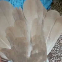 ماده سینه زرد|پرنده|قم, شهر قائم|دیوار