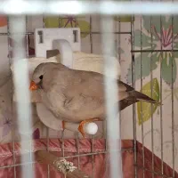فنج شاراکول