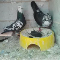 کبوتر اس|پرنده|شاهدشهر, |دیوار