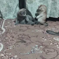 سندی وملوس اسکاتیش نروماده