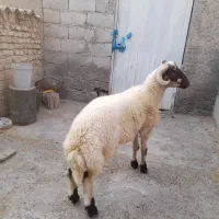 قوچ توقلی