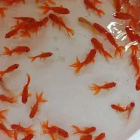 ماهی قرمز|ماهی|گلپایگان, |دیوار