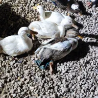 فروش اردک نر و ماده