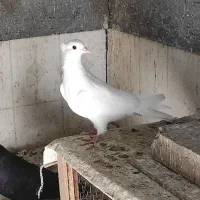 جوجه سفید چشم سفید اراکی|پرنده|جیرفت, |دیوار