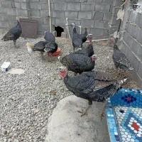 بقلمون نر و ماده|حیوانات مزرعه|یاسوج, |دیوار