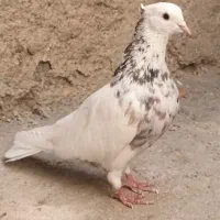 دو جفت طوقی هفت رنگ، نژاد اصیل و چشمگیر|پرنده|شیروان (خراسان), |دیوار