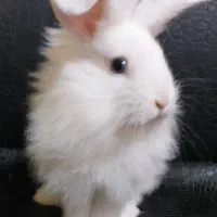 واگذاری رایگان چند تا بچه خرگوش زیبا و بازیگوش|موش و خرگوش|آبادان, |دیوار