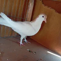 کبوتر چادری گرفتی
