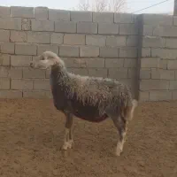 یک عدد بره ماده چال سفید